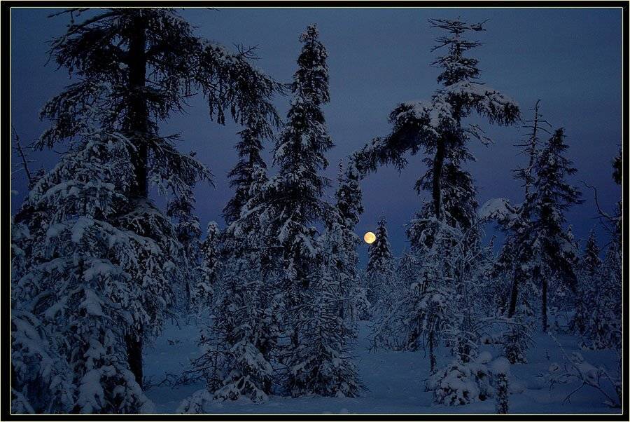 тайга,зима,ночь, Солодухин Виктор