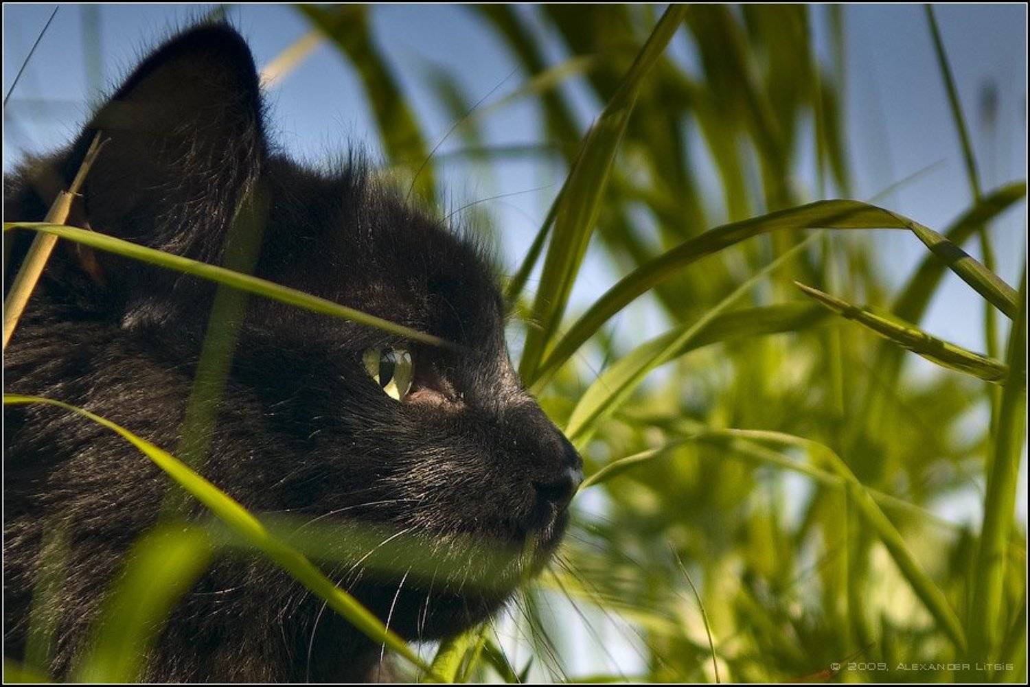 кот,охота,сосредоточенность,заросли, Александр Лицис