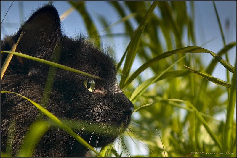 кот,охота,сосредоточенность,заросли Не камышовый...photo preview