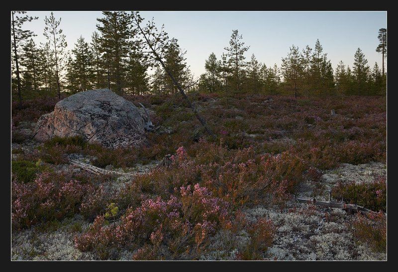 Вересковый вечерphoto preview