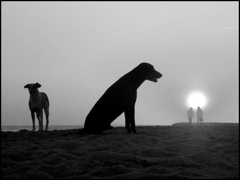 Время псов...photo preview