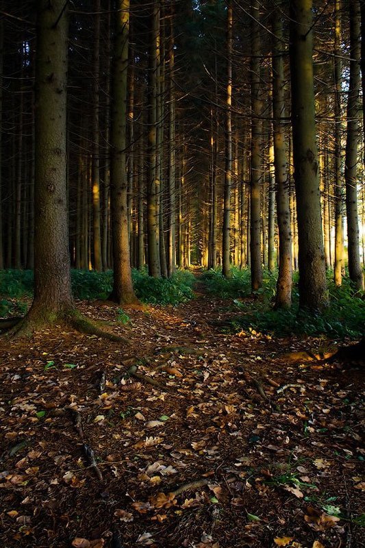 пейзаж, лес Пробуждениеphoto preview