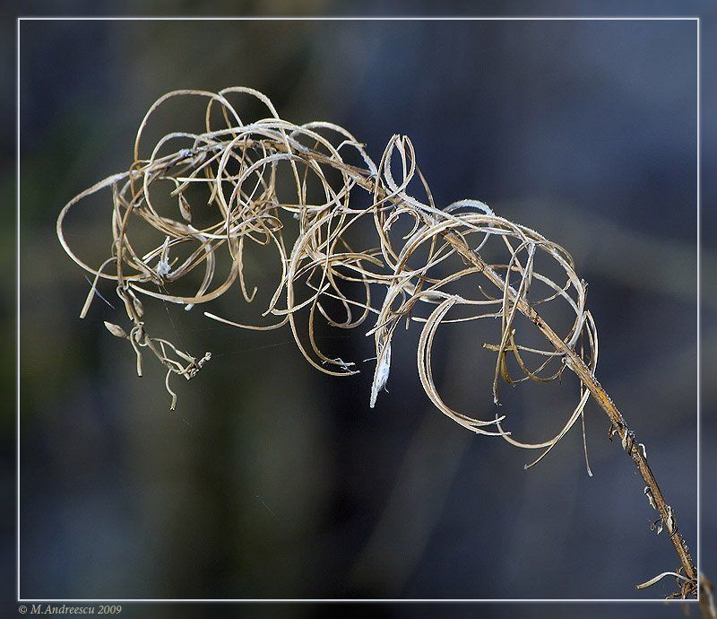 природа, флора, иван-чай, осень, заморозок Природные абстракции (1)photo preview