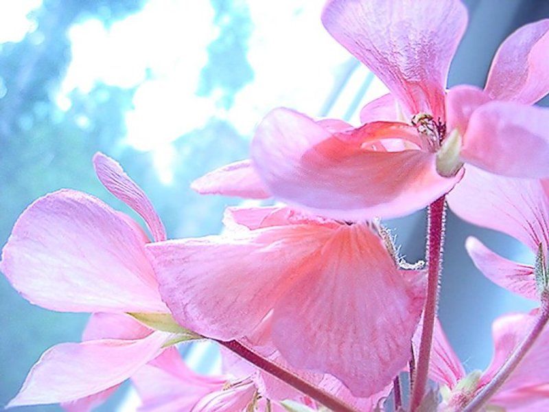 Delicatephoto preview