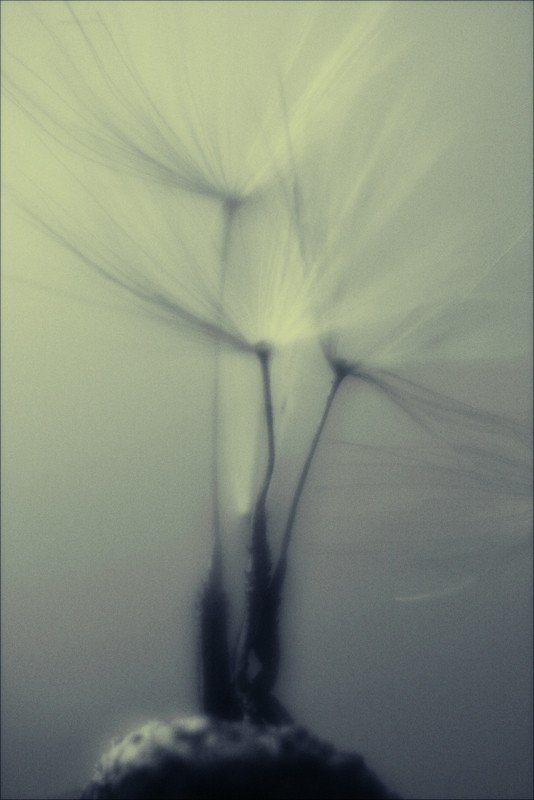 Семейный портретphoto preview