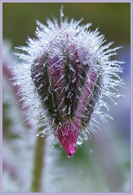 макро, флора photo preview