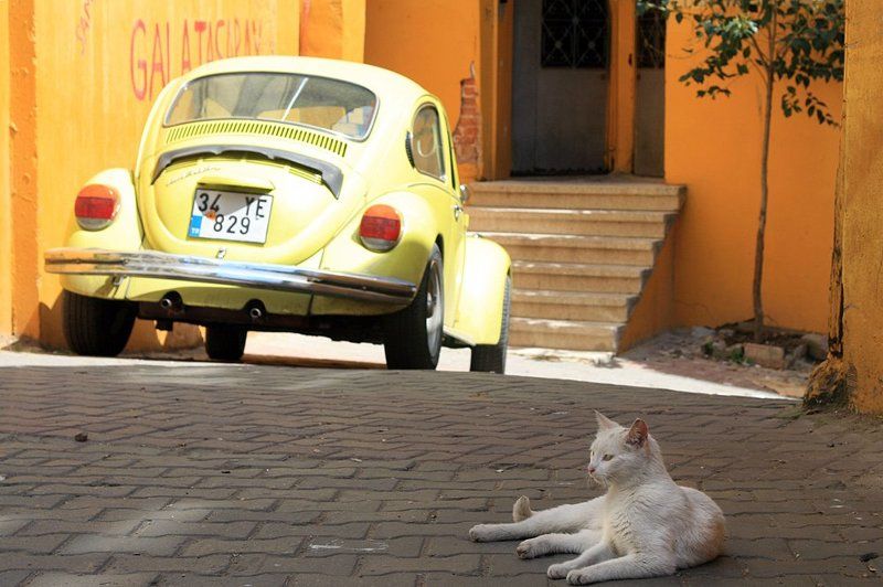 стамбульский дворphoto preview