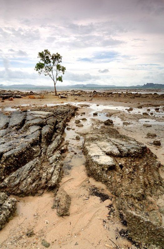 Alone tree фото превью