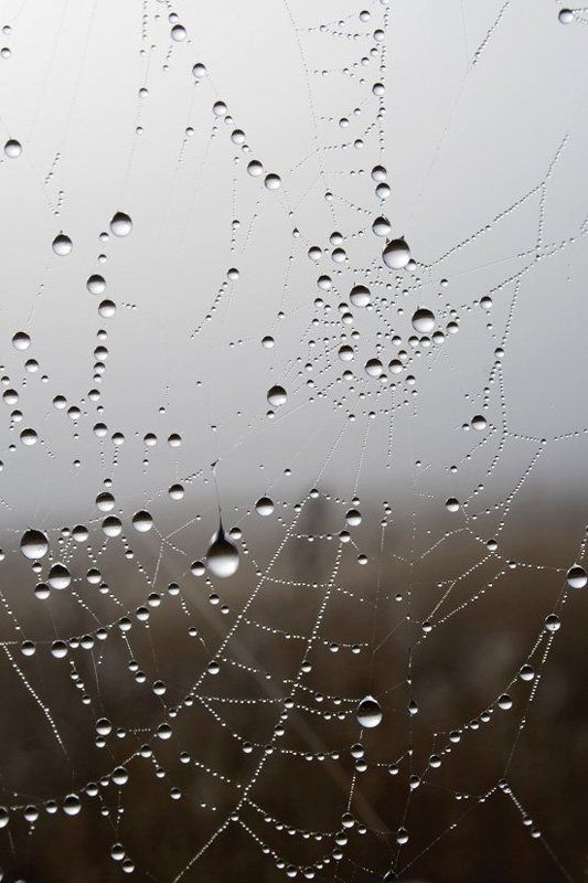 паутина, капли, роса, хрусталь Хусталь и паутинаphoto preview