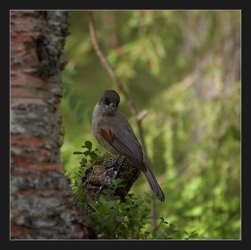 Кукшаphoto preview