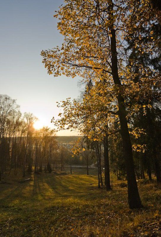 осень, подмосковье, золото, вечер Прощальное золото фото превью