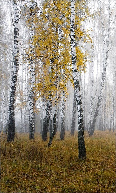 пейзаж, осень, лес, березы Утро в березовой рощеphoto preview