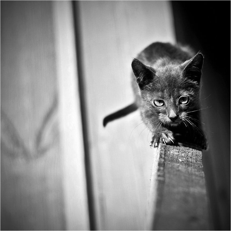 когти, shalapai-art, шалафаев, котенок Когтиphoto preview