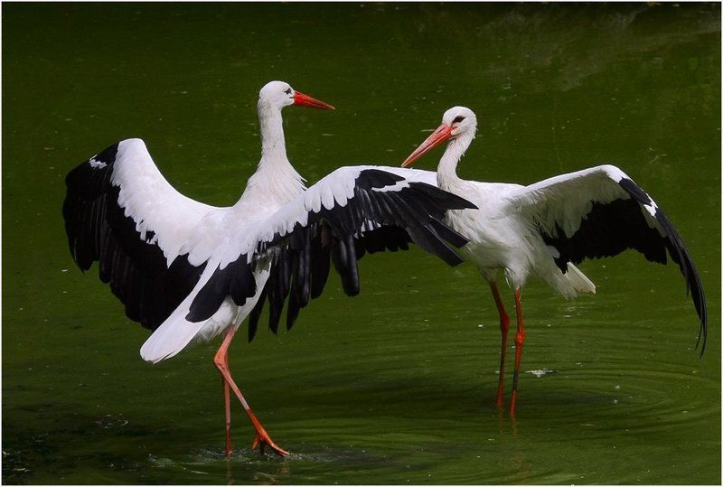 аист, вода, танец Танец аистовphoto preview