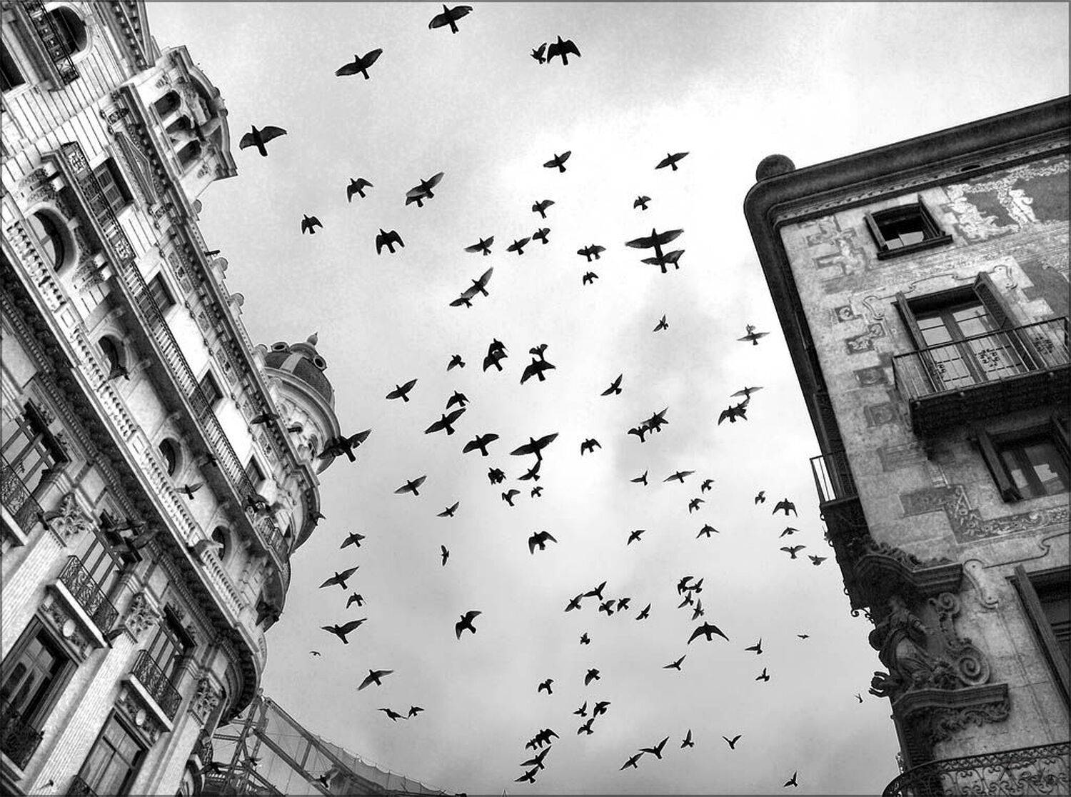 Барселонские голуби. Автор: metalchoz барселона,испания,голуби, metalchoz
