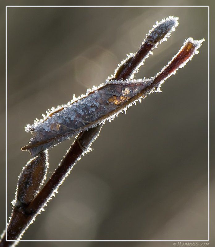 природа, лист, мороз, заморозок, иней, свет Природные абстракции (2)photo preview