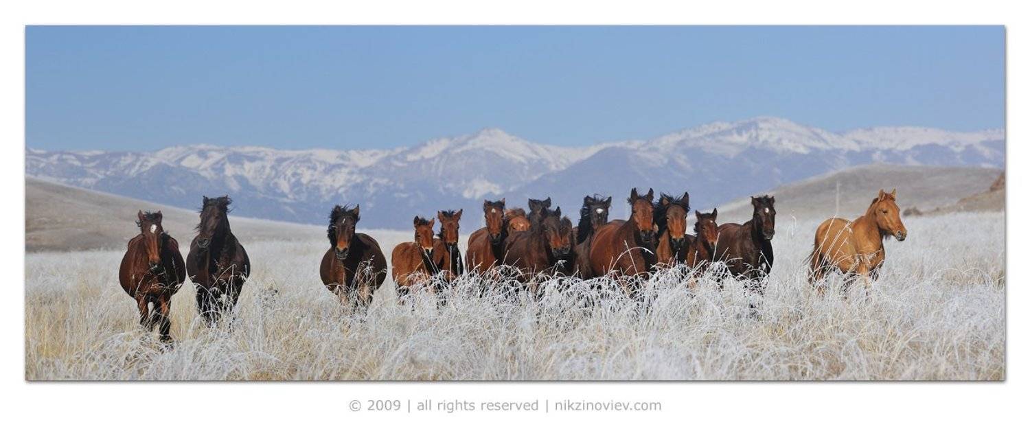 казахстан, кольсай, пейзаж, лошади, Николай Зиновьев