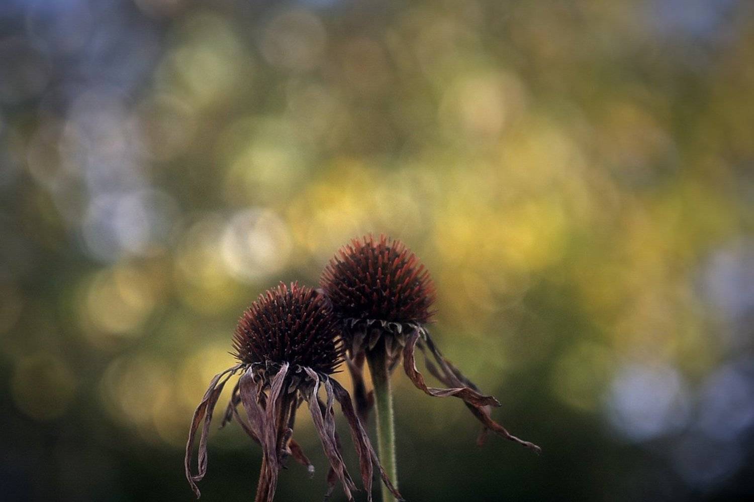 Вместе,до конца (продолжение Влюбленной парочки). Автор: Клековкин Александр любовь, Клековкин Александр