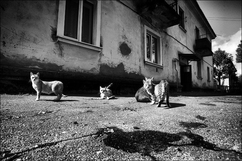 город, двор, пятно, исчезнувщий фотограф, расследование гоп-стопphoto preview