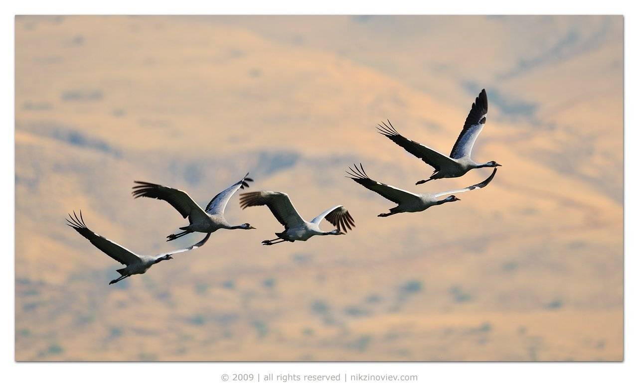 журавли, птицы, полёт, Николай Зиновьев