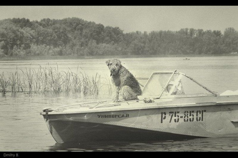 собака, катер, лето. волга универсалphoto preview