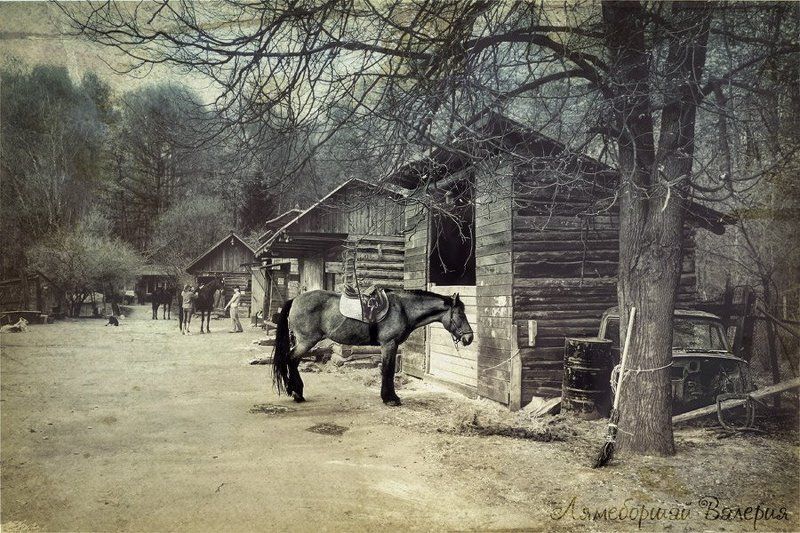 История лошади. Старая клячаphoto preview