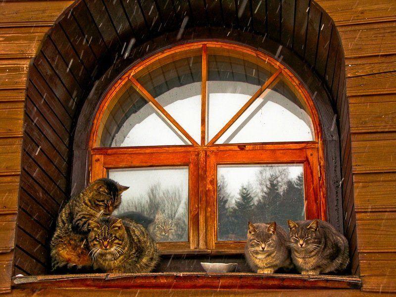 котэ Пятеро и окноphoto preview