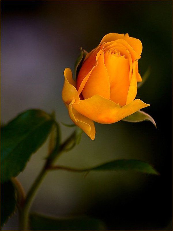 желтая, роза, цветок, цветы *photo preview