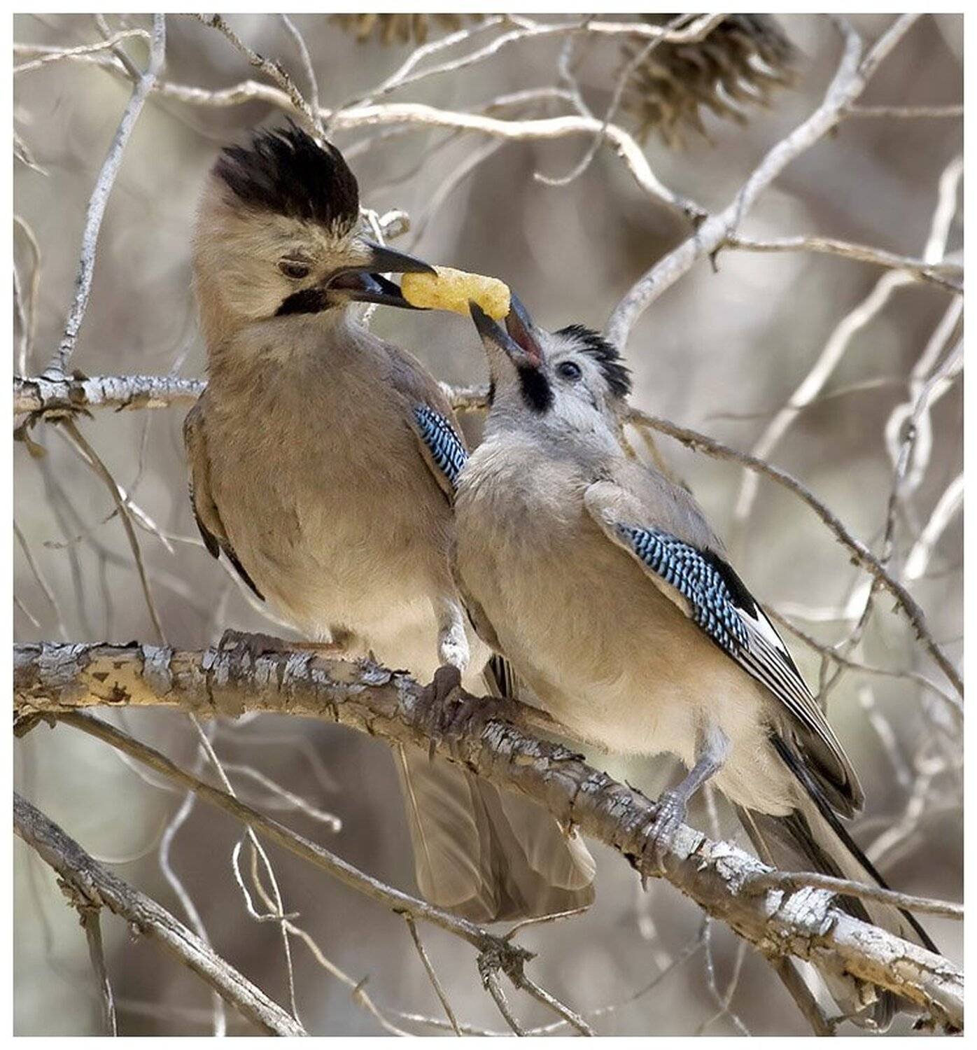 сойка, garrulus, glandarius, израиль, Elizabeth Etkind