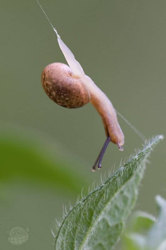 улитка, паутинка, утро, Amazon-san