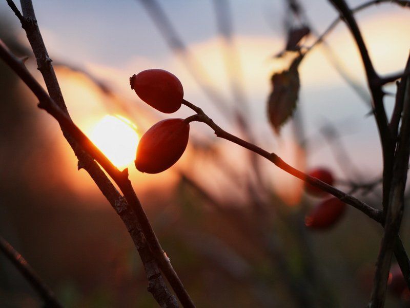 закат, природа Закатphoto preview