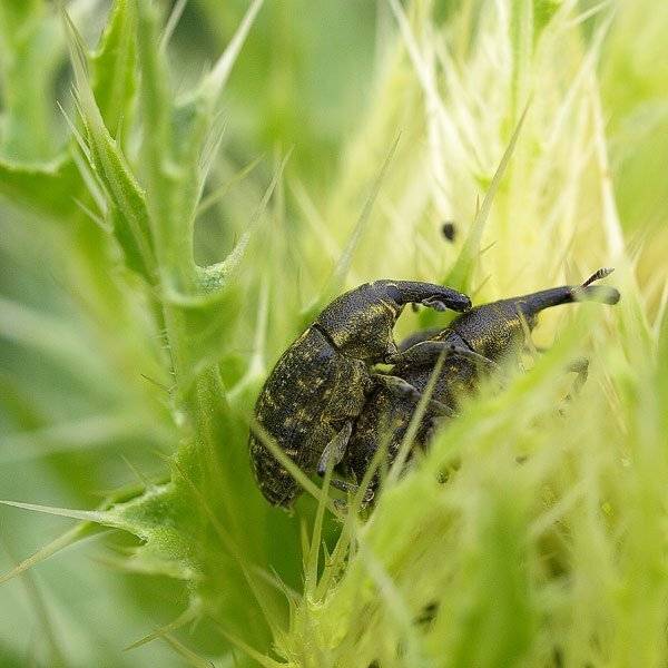 , Виталий Тимкив