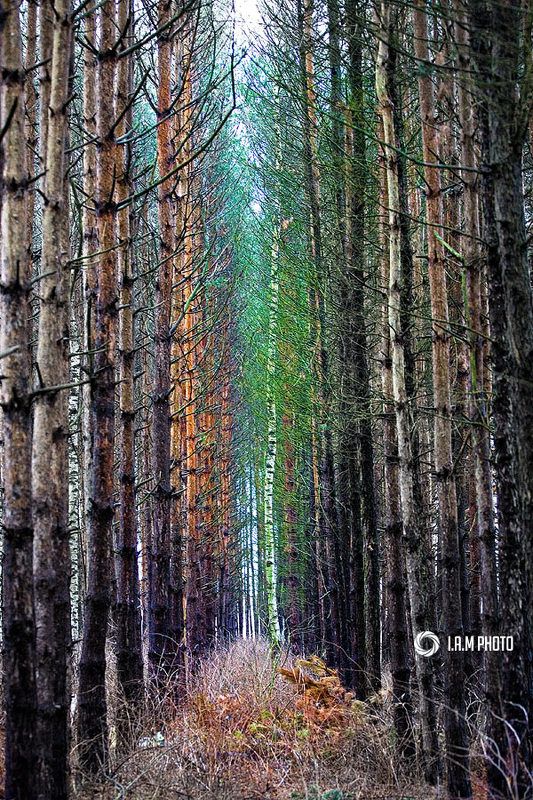 береза, лес, хвоя Чужаяphoto preview