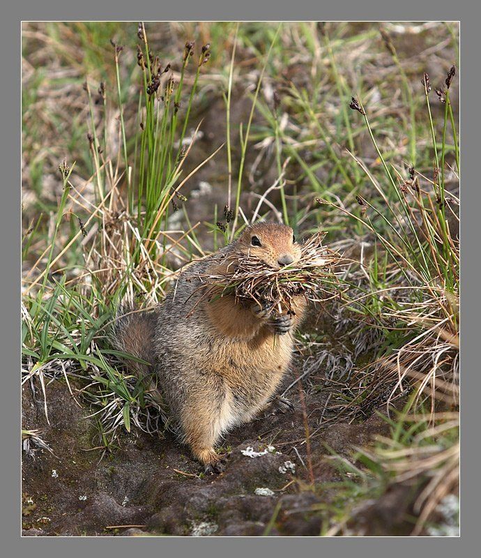 евражка, суслик Утеплительные работыphoto preview