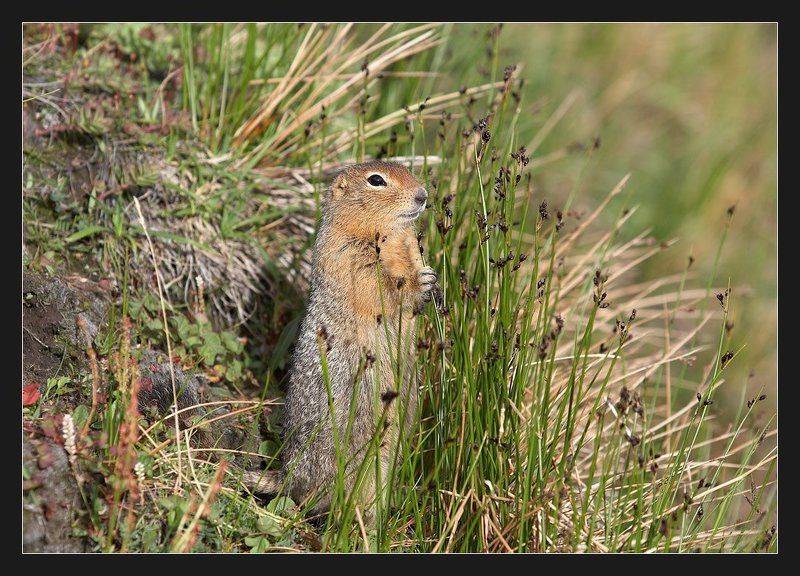 евражка, суслик Солнечный столбикphoto preview
