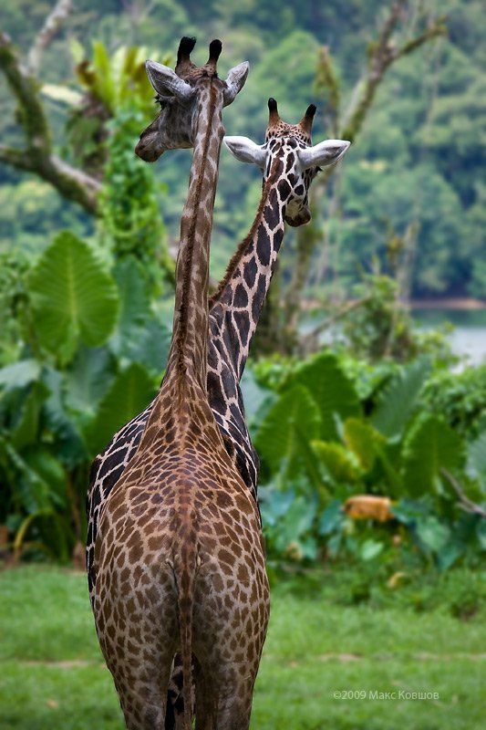 жираф,зоопрак,сингапур Летка-енкаphoto preview