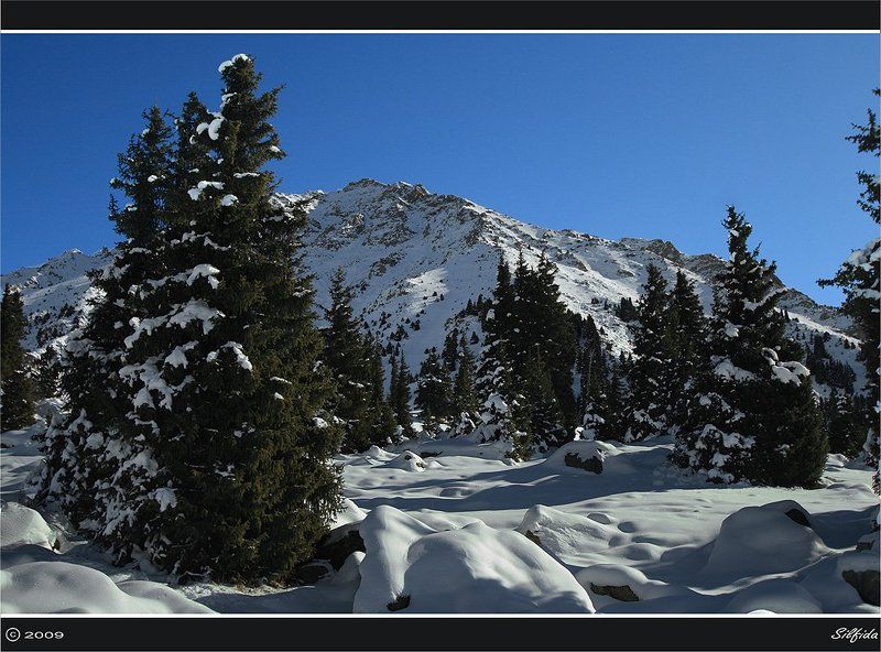 природа, ели, зима, горы Заснеженные склоны.photo preview