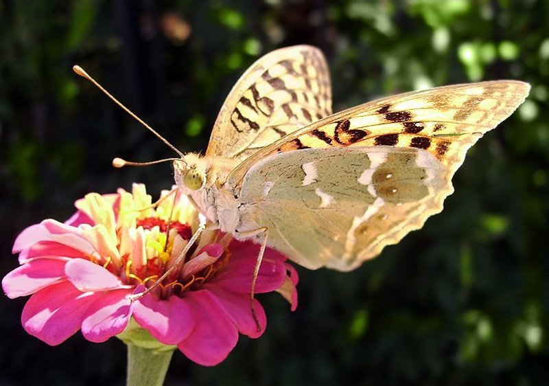 Солнышкоphoto preview