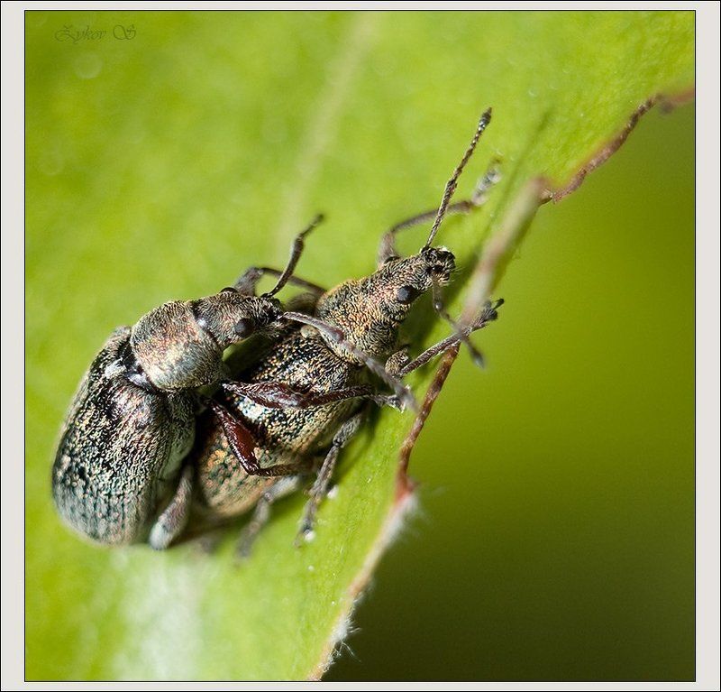 Секасphoto preview