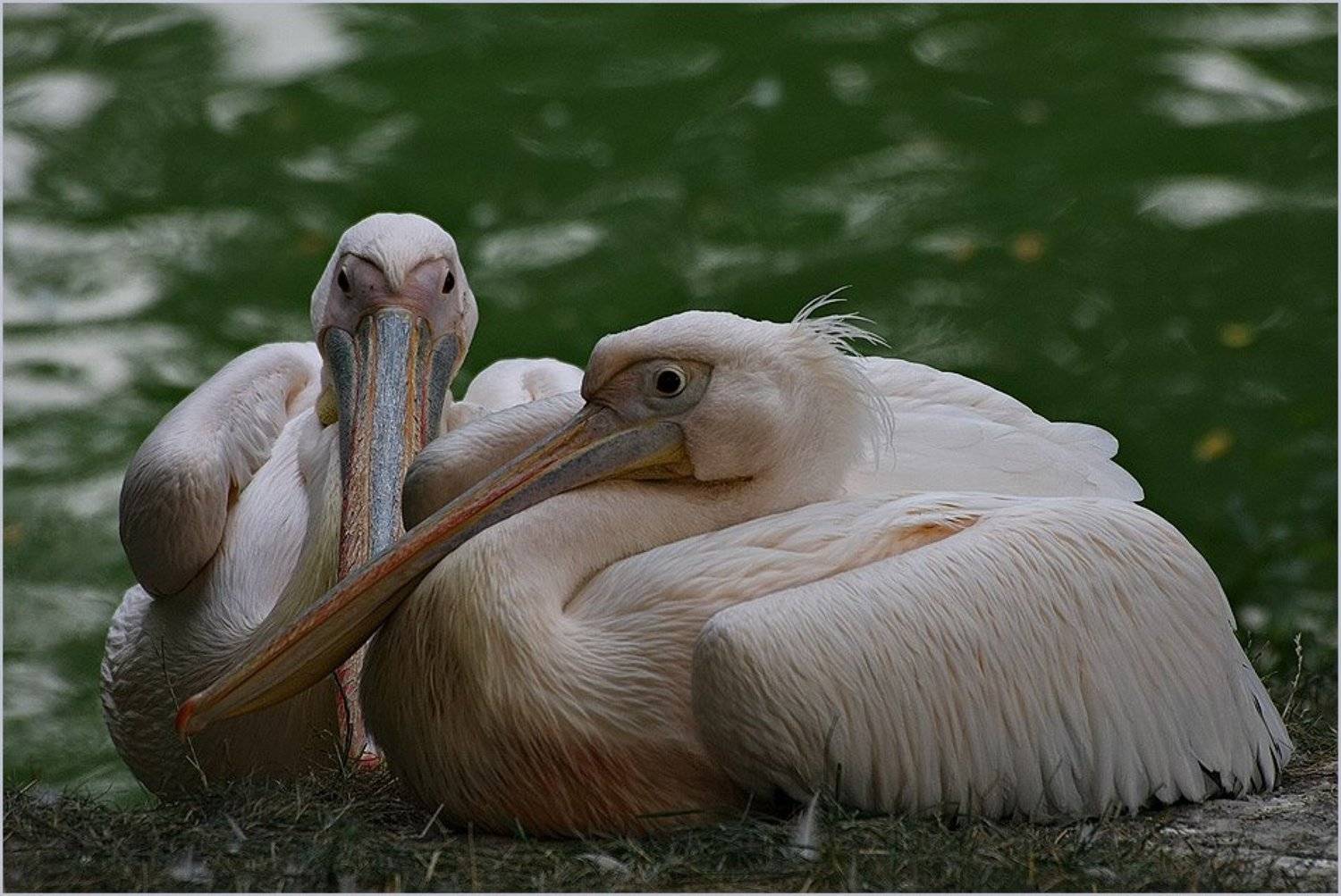 пеликан, Игорь Шевченко