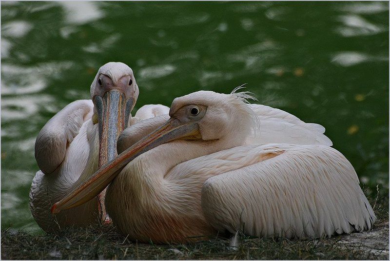 пеликан Анфас и профильphoto preview