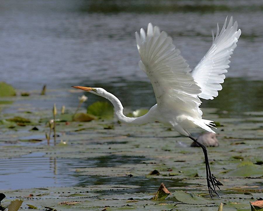 серая, цапля, Сергей Дорохин
