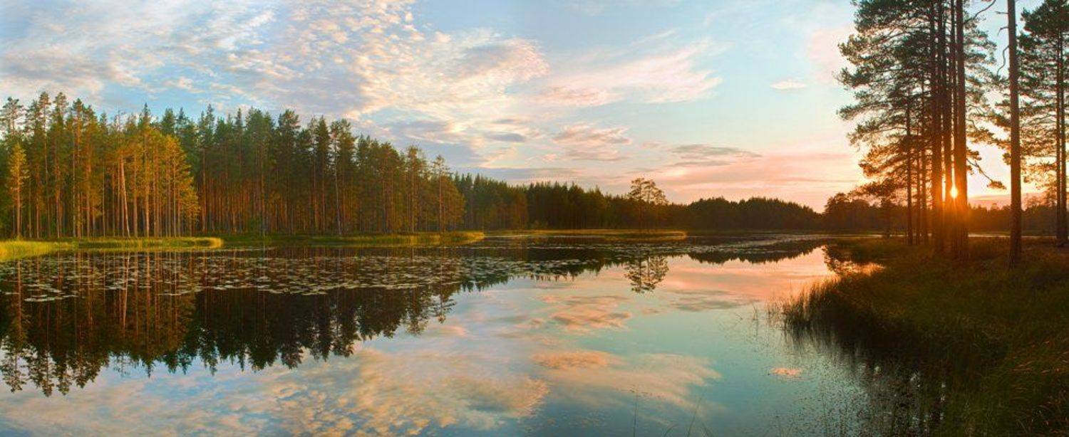 на лесном озере. Автор: Олег Яковлев , Олег Яковлев