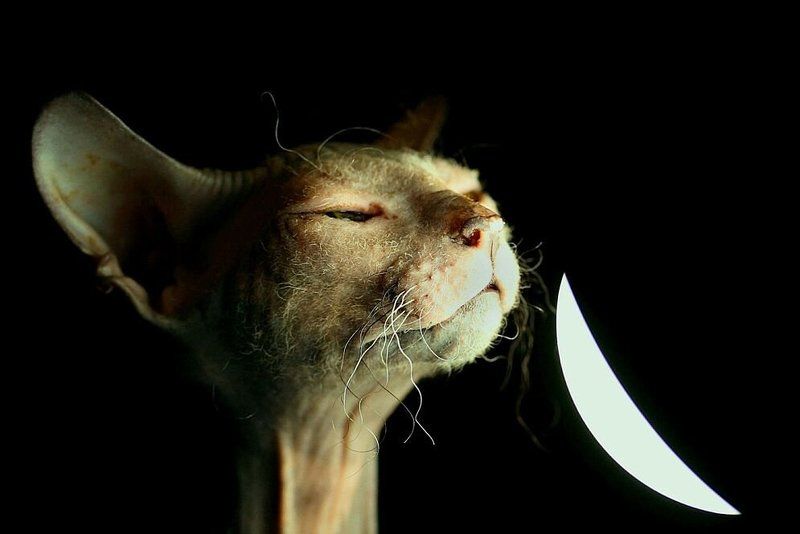 кошка, донской, сфинкс Запах светаphoto preview