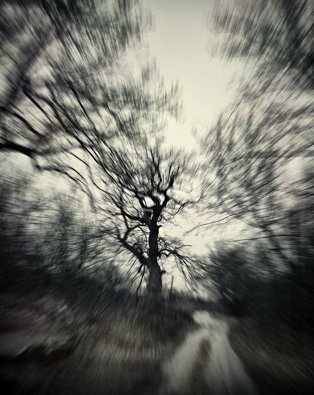 дуб, осень, пасмурно, непогода Дубы.photo preview