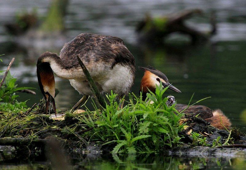 чомга, поганка,яйца,птенцы Поворот яиц - дело серьезноеphoto preview