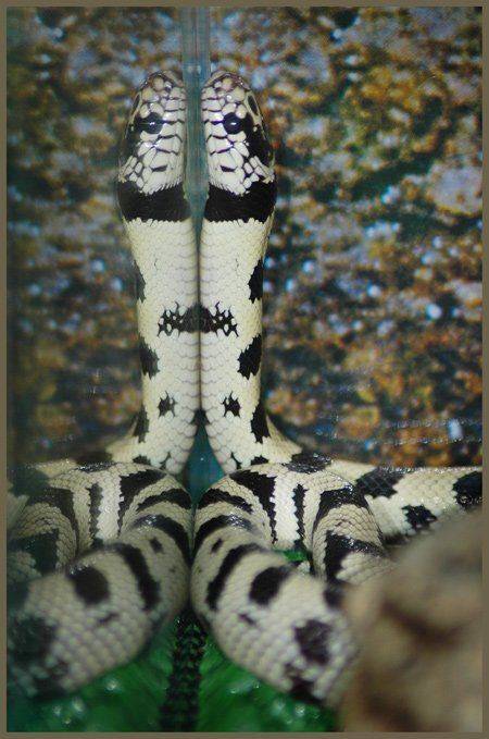 Калифорнийская королевская змейка.. Автор: Юлия Чекмарева , Юлия Чекмарева