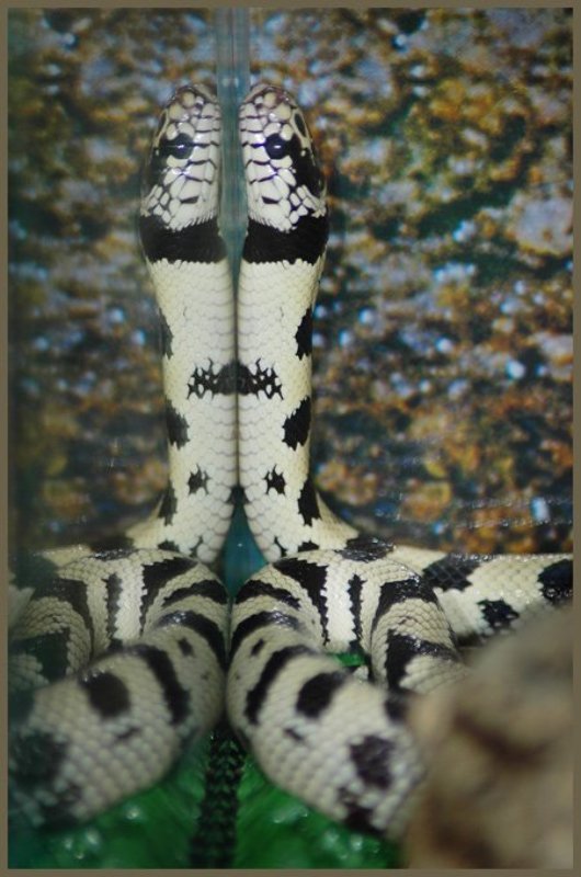 Калифорнийская королевская змейка.photo preview