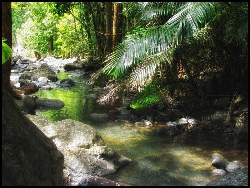 Речка в джунглях фото превью