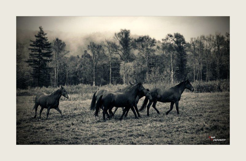 лошади, поле, фотошоп в порядке экспериментаphoto preview